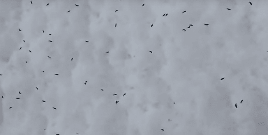 Фото: Скриншот