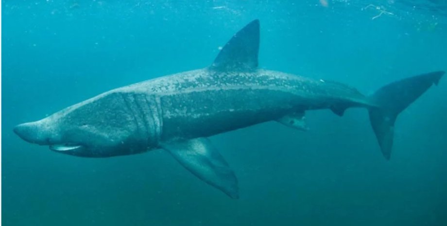 гігантська акула в океані