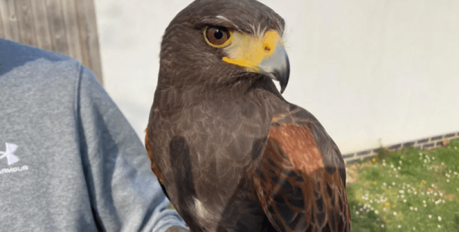 Британец поймал редкую хищную птицу, которая не водится на Туманном Альбионе орел Харриса