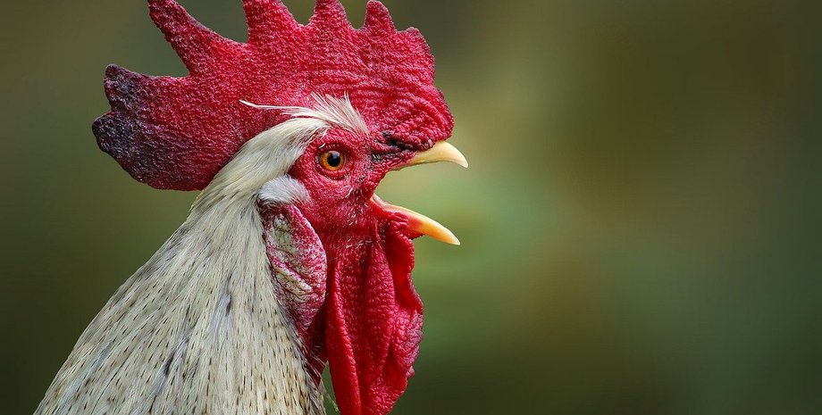 півень, кукурікання