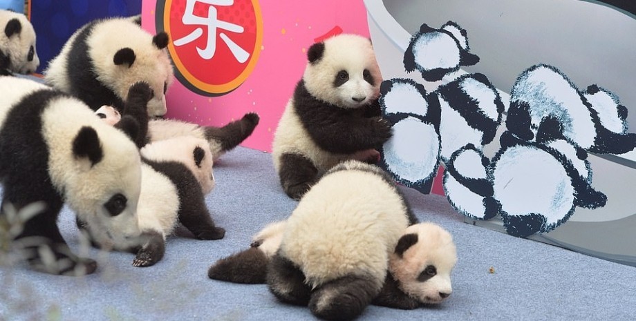 китайский новый год, панды, медвежата, чэнду, питомник, маленькие панды