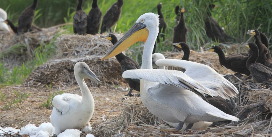Пелікани живуть на території Каховського водосховища