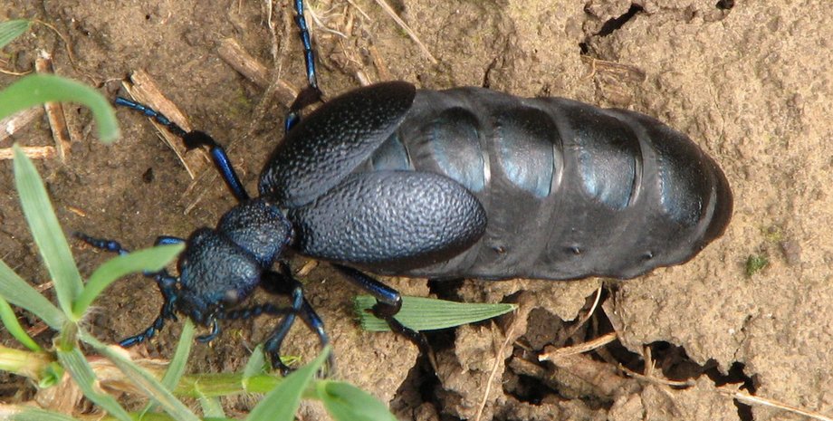 новости запорожья, жук, ядовитый жук, насекомое, майка обыкновенная