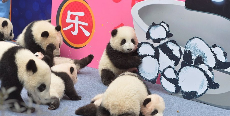 китайский новый год, панды, медвежата, чэнду, питомник, маленькие панды