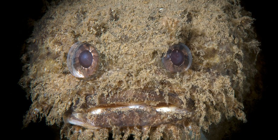 глубоководная рыба, необычная рыба