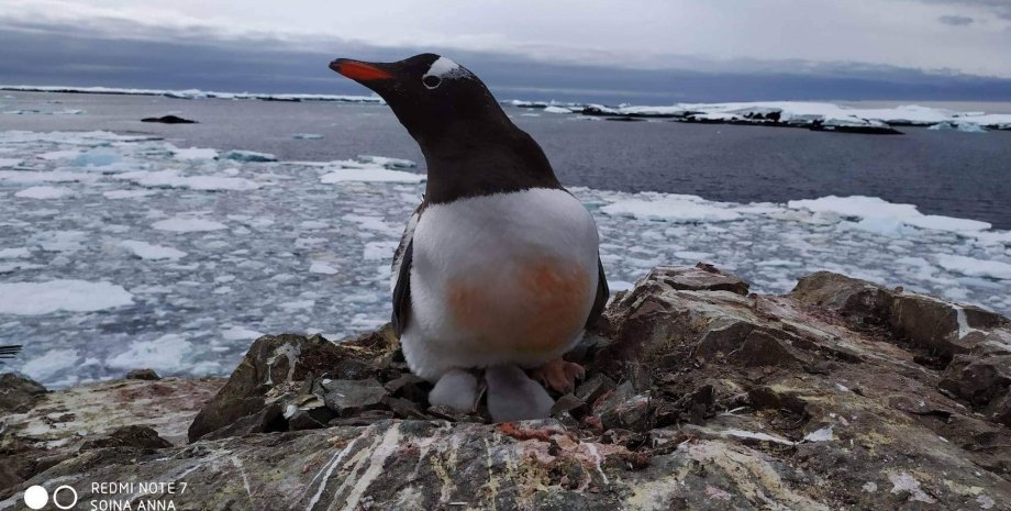 Пингвин, Антарктика, птенцы в гнезде, станция им Вернадского