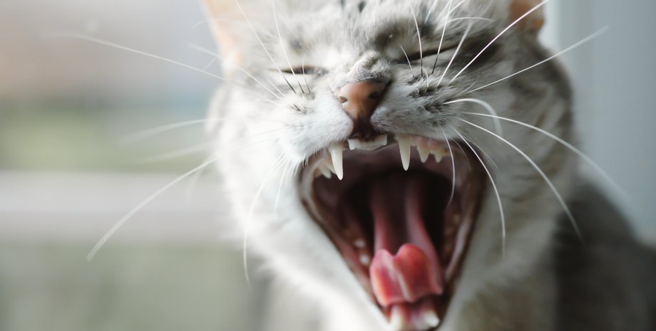 кіт нявкає, кіт, нявкання