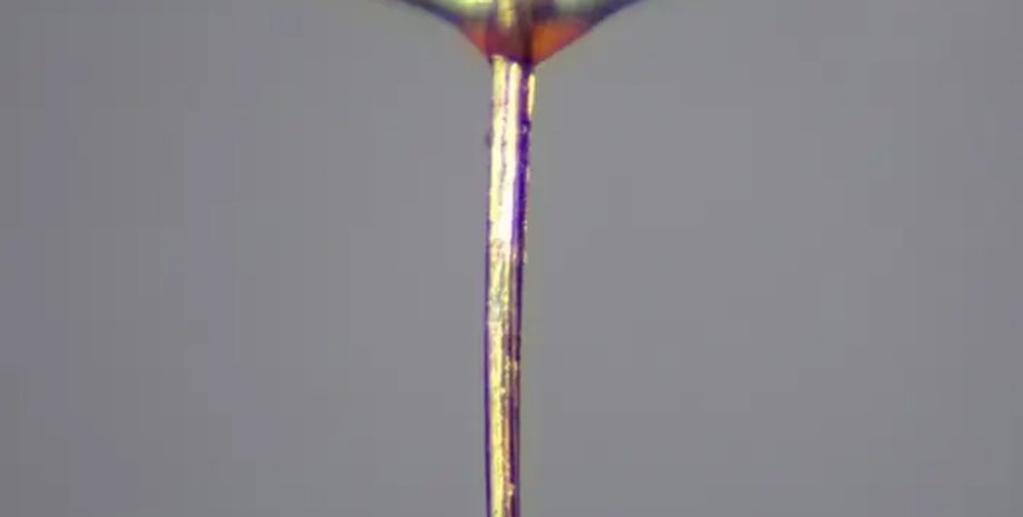 нос комара, 3D-печать, трансплантация органов