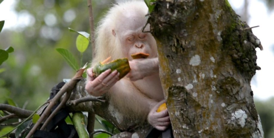 Фото: Borneo orangutan survival founda
