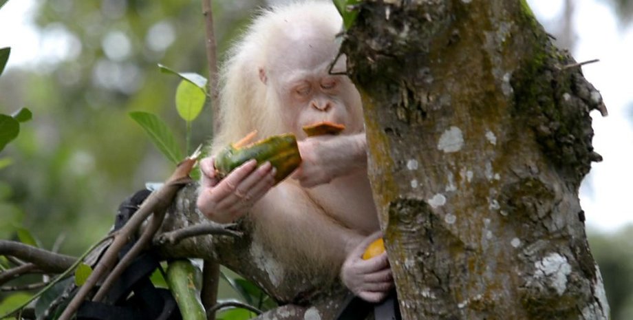 Фото: Borneo orangutan survival founda