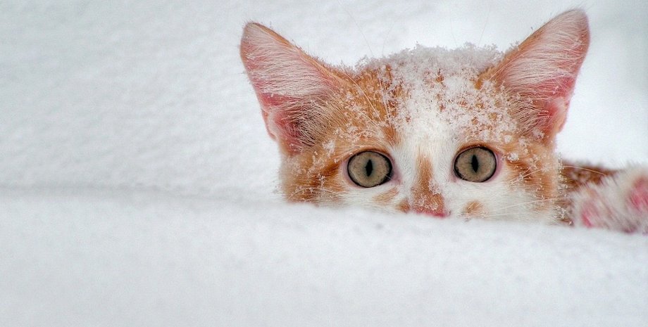 Фото: 7-themes.com