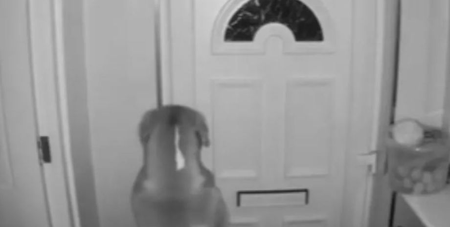 Собака научилась открывать двери, пес, животные, интересные истории, смешные случаи из жизни, видео, шутки