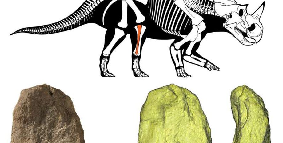 Иллюстрация: Royal Ontario Museum/McMaster University