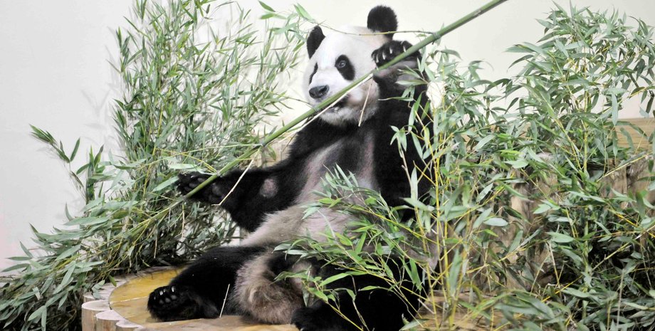 Фото: Getty Images