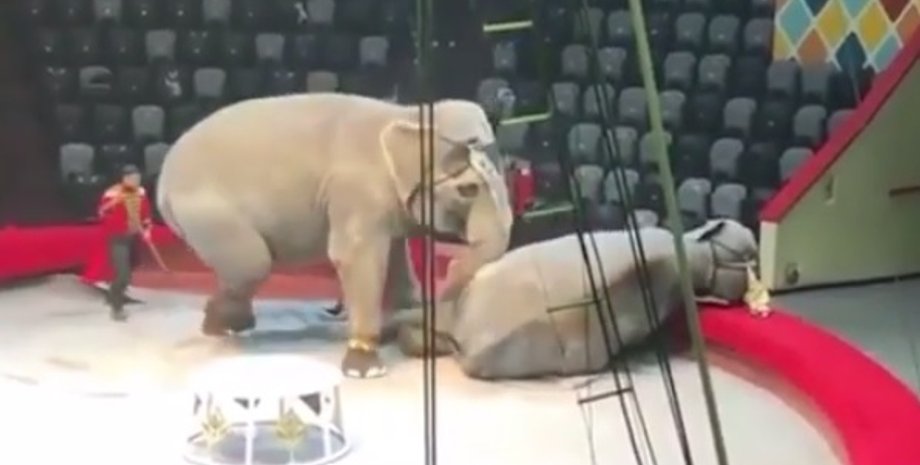 цирк, слоны, животные, драка, Казань, Россия