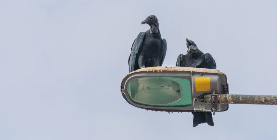 стервятники, дикие птицы, дикая природа