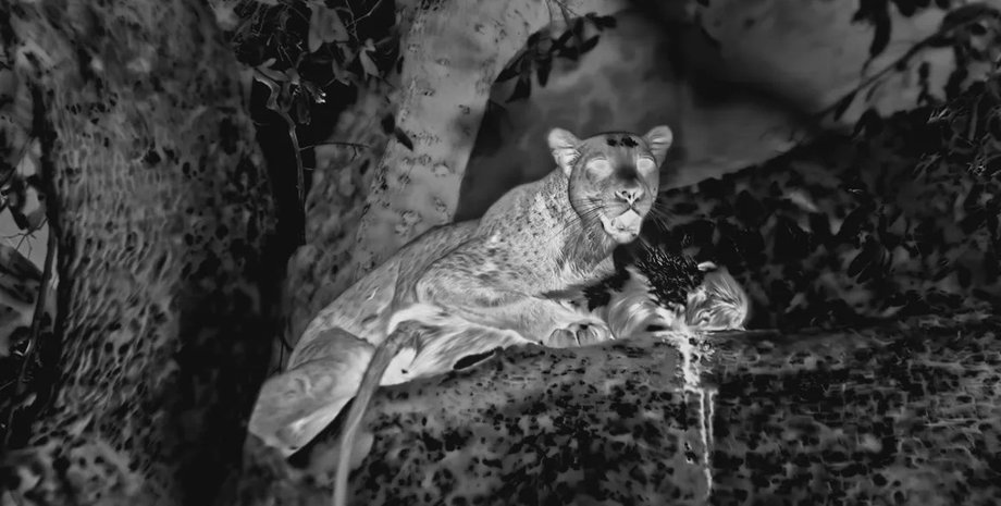 леопард, африканський леопард, леопард полювання