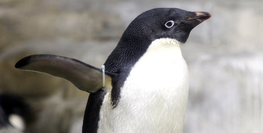 пінгвіни Аделі