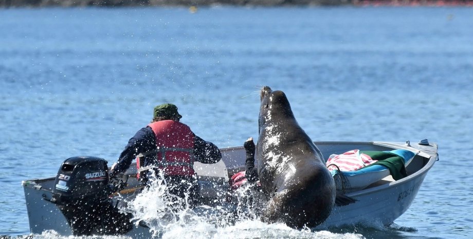 Большой калифорнийский морской лев, морской лев,
