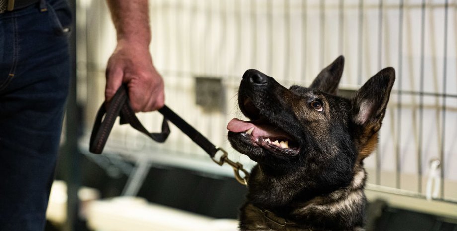 Собаки, животные, укрытие, война в Украине