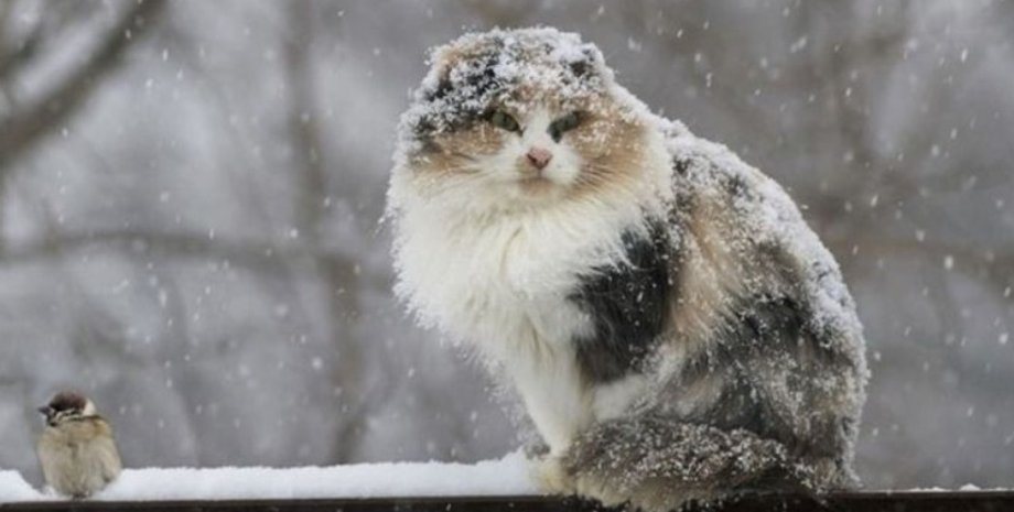 погода, зима