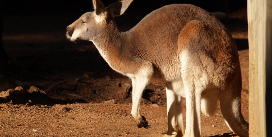 кенгуру, Австралия