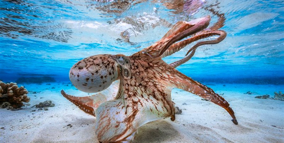 Танцующий осьминог Габриэля Баратье / Фото: underwaterphotographeroftheyear.com
