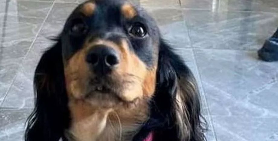 Джош Бернс, Великобритания, домашние животные, собака, поиск пропавших собак, собака, поиск пропавших домашних животных, пес, поиск пропавших домашних животных