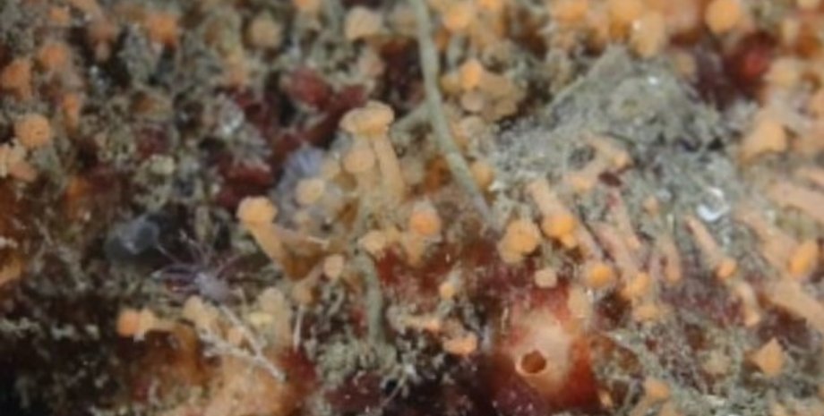 морская губка, новый вид