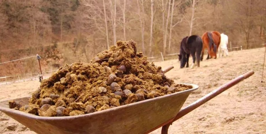 закон про навоз в россии