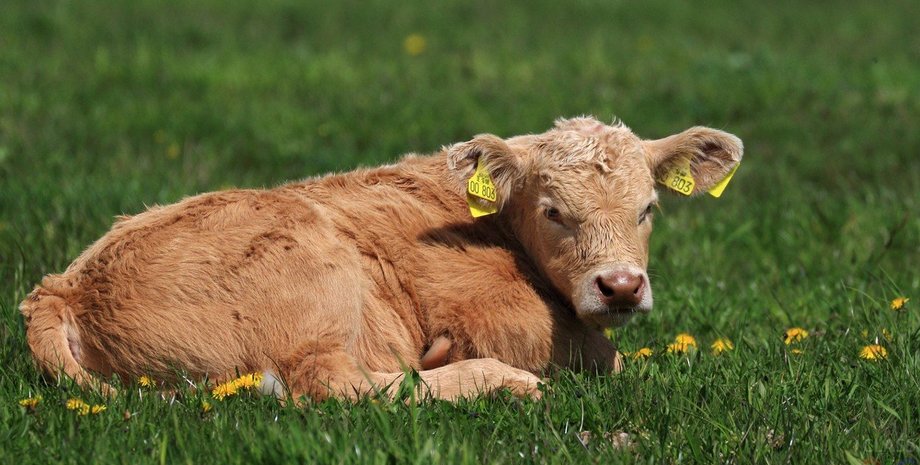 фото: classpic.ru