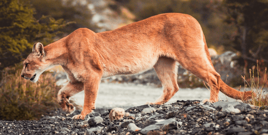 Пума, гірський лев, тварина, небезпечна тварина, хижак, пума напала на дитину, рідкісний напад пуми, пума напала на дитину