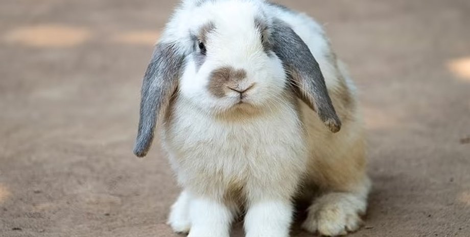 кролик, вислоухий кролик