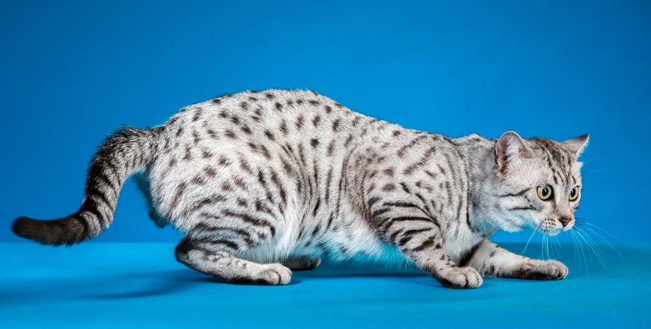 егопетська мау, кішка. породи кішок