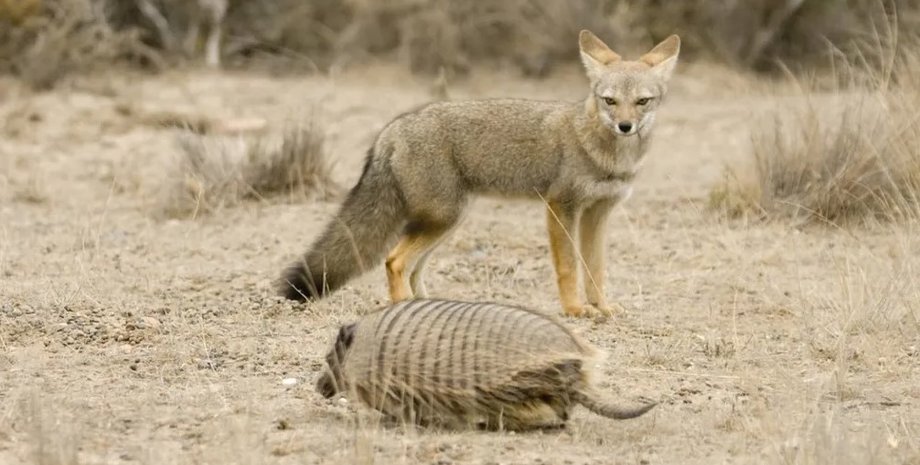 лисы, лисы и люди