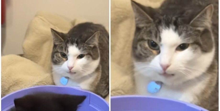 Владельцы завели котенка для одинокой кошки кошка и котенок