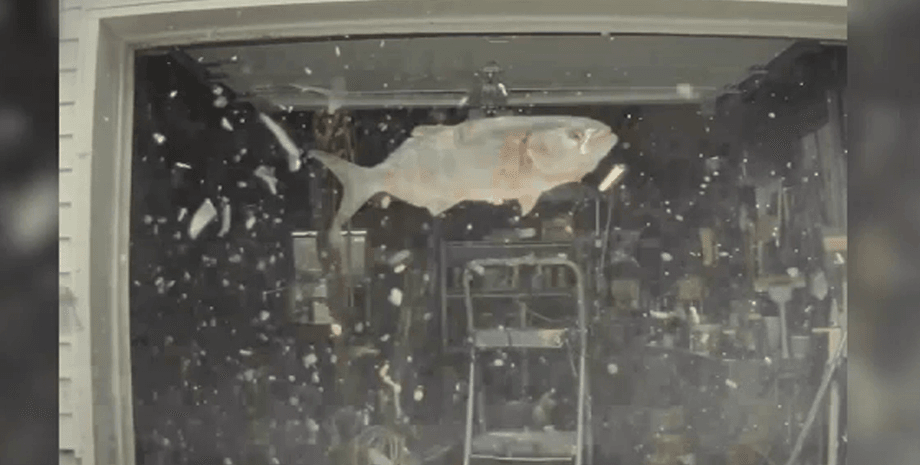 Риба впала з неба, риба впала на машину, риба розбила лобове скло, риба пошкодила Tesla, птах упустив рибу