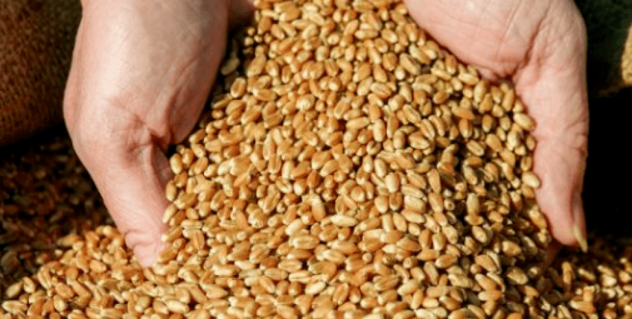 пшеница, продукты, посевная 2022