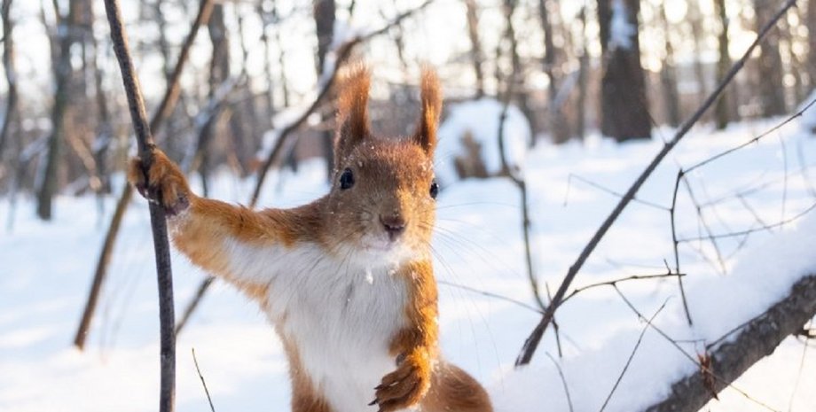 белочка, белка, парк зимой, похолодание, прогноз погоды, погода в украине, погода 4 декабря, снижение температуры