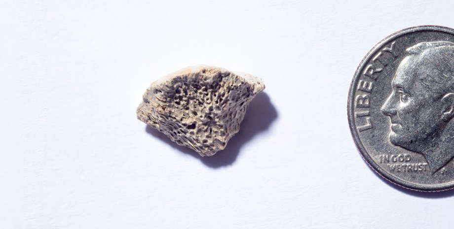 кость, собаки, Америка, люди