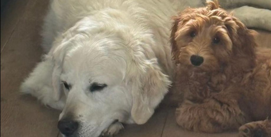 Женщина оставила щенка у родителей и тот подружился с ее старым псом детства