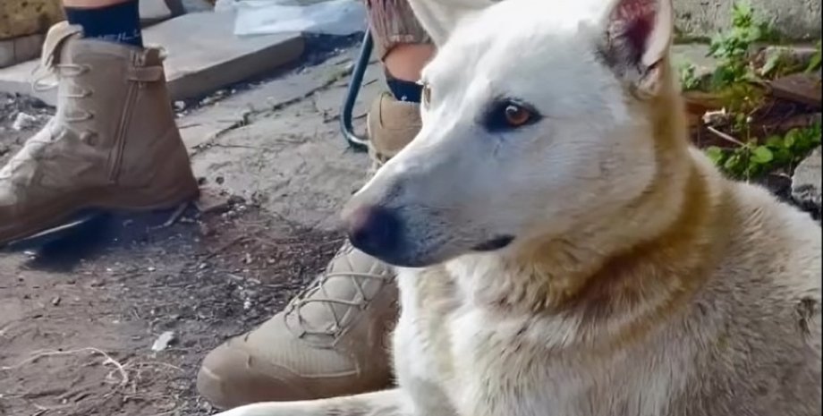 Харьковская область, граница, собака, война, Украина, фото