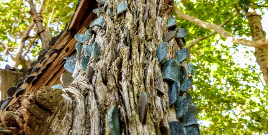 дерево, бажання, традиція, луска, монети, історія, хвороба, зцілення, кора, фольклор, номінал, практика, вірування, цвях