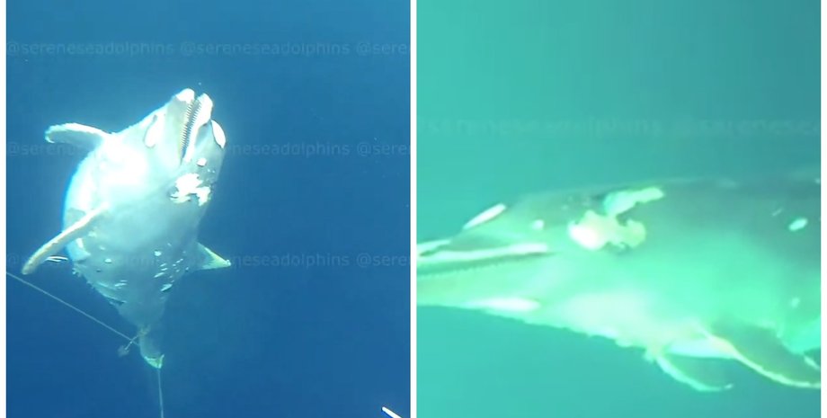 Крим, окупація Криму, дельфіни, кладовище дельфінів, кладовище дельфінів в Криму