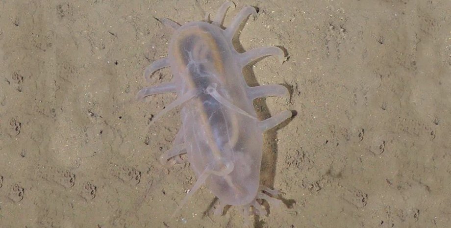 морські свині, тварини морські свині