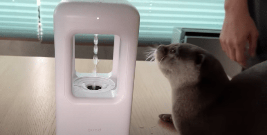 выдра антигравитация вода антигравитационное падение воды, реакция животных, выдра