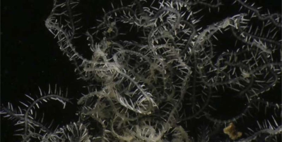 червь, новый вид, исследование, наука, ученые, новый вид название, морские черви, Ветвистые морские черви