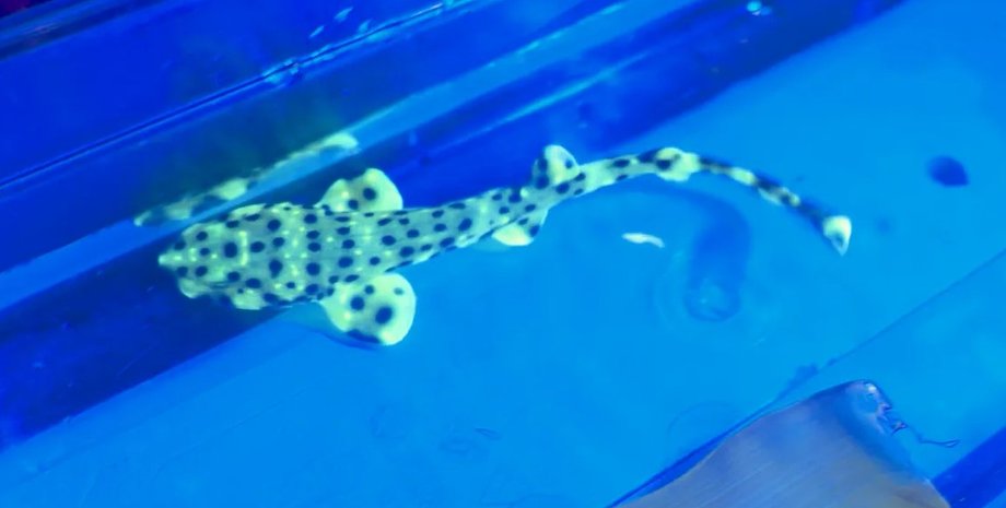 волнистая акула, вздутая акула, светящаяся акула