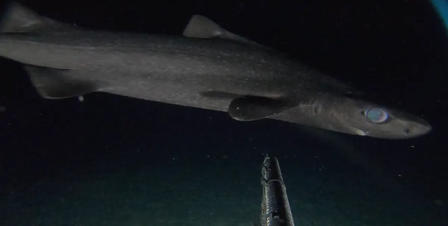 акула, шершавая акула, шершавая акула фото