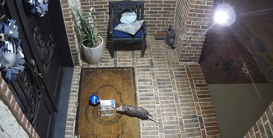 Опоссум украл подарок, день рождения, звери, курьезы с животными, видео, приколы, США